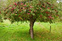 Obstbaumschnitt, Obstbaumpflege Sachsen-Anhalt - Muldestausee Vorschau
