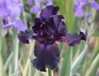 Schwertlilie, Iris, Bart-Iris Medium, Schwarzes Lila München - Laim Vorschau