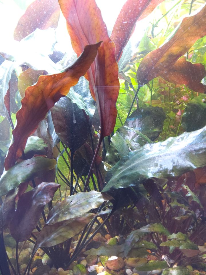 ¡Echte ;-)  Cryptocoryne cordata var. blassii! in Magdeburg