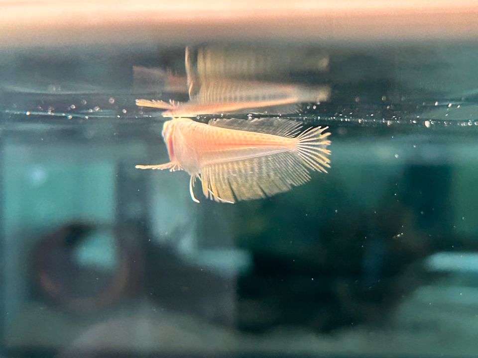 Arowana Silber Gabelbart  ca. 8cm  Osteoglossum bicirrhosum in Rangendingen