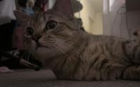 Wunderschöner Kater sucht liebevolles Zuhause ( nur Familie ) Sachsen-Anhalt - Magdeburg Vorschau