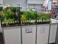 Aquarienpflanzen ab 2,99€* Wasserpflanzen Aquarium Zubehör Saarland - Püttlingen Vorschau