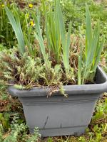 Pflanzkübel mit Iris und Steinhenne Baden-Württemberg - Beuren Vorschau