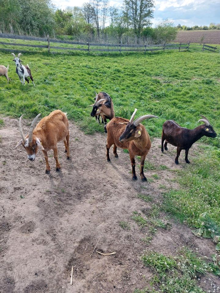 Bunte Ziegenherde abzugeben. in Halberstadt