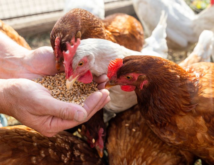 Futterweizen Weizen Hühnerfutter Taubenfutter Getreide 50KG in Brietlingen