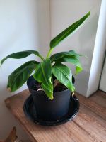 Musa Dwarf Cavendish Bananenpflanze Niedersachsen - Visselhövede Vorschau
