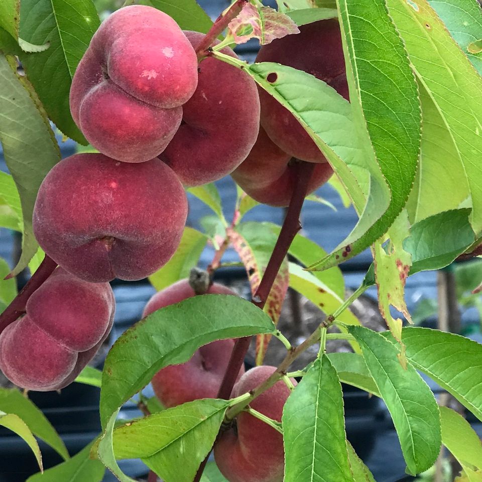 Apfelbaum Obstbaum Säulenapfel Pfirsich Kirsche Nektarine Feige in Detmold