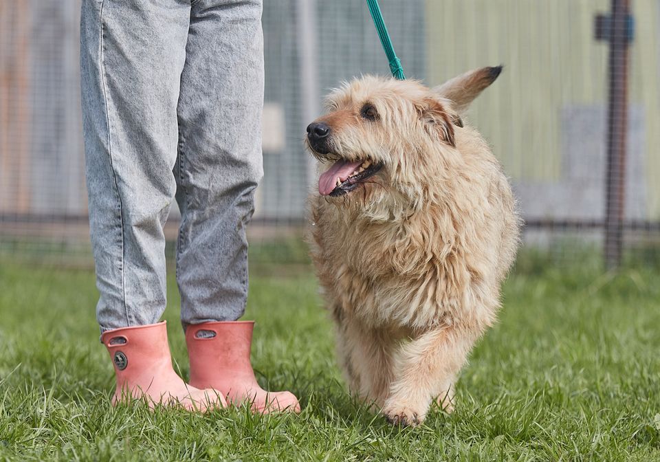 Tierschutz - Charmante Mascha sucht ein liebevolles Zuhause! in Düsseldorf