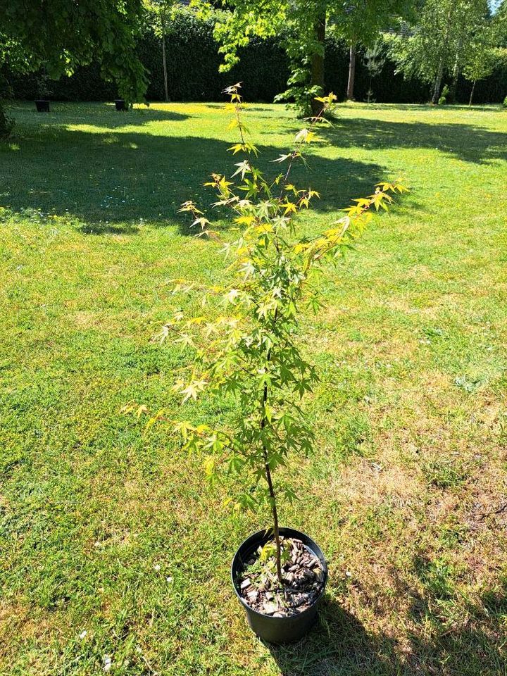 Japanischer Fächerahorn Acer palmatum in Hemmoor