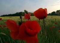 Weide / Grünland zum abweiden oder abmähen für Frischgras Brandenburg - Bersteland Vorschau