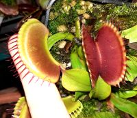 'Destroyer' Dionaea muscipula Venusfliegenfalle ex Klaus Ivanez Saarland - Sulzbach (Saar) Vorschau