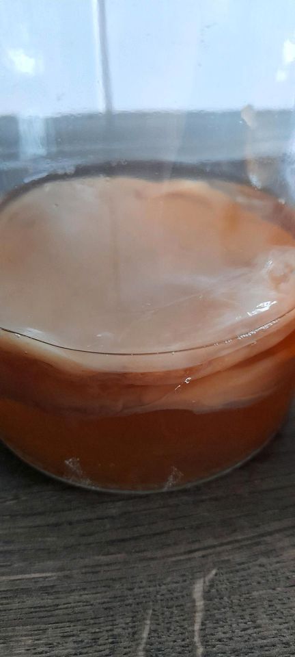 Kombucha / Scoby / Teepilz in Siegen