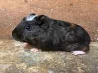 ❤️ Meerschweinchen Babys Weibchen ab 25€ Nordrhein-Westfalen - Arnsberg Vorschau