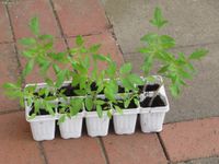 ❤️ Tomatenpflanzen, 10 besondere Sorten ❤️ Niedersachsen - Lehre Vorschau