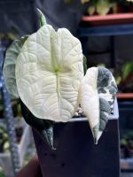 Alocasia Maharani Variegata Rhizom / Buld S-Size Bayern - Germering Vorschau