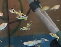 Tiger Endler Guppys Niedersachsen - Gieboldehausen Vorschau