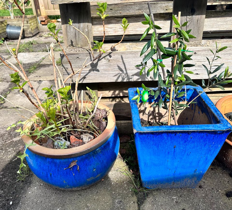 2 größere blau glasiert Kübel Töpfe frostsicher 1 + Oliven"baum" in Tastrup