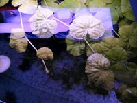 10stnur3€ Aquarium pflanzen Wasserpflanzen Schwimmpflanze Nordrhein-Westfalen - Krefeld Vorschau