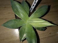 Agave mitis var albidior. 1 St Pflanze Nordrhein-Westfalen - Wegberg Vorschau