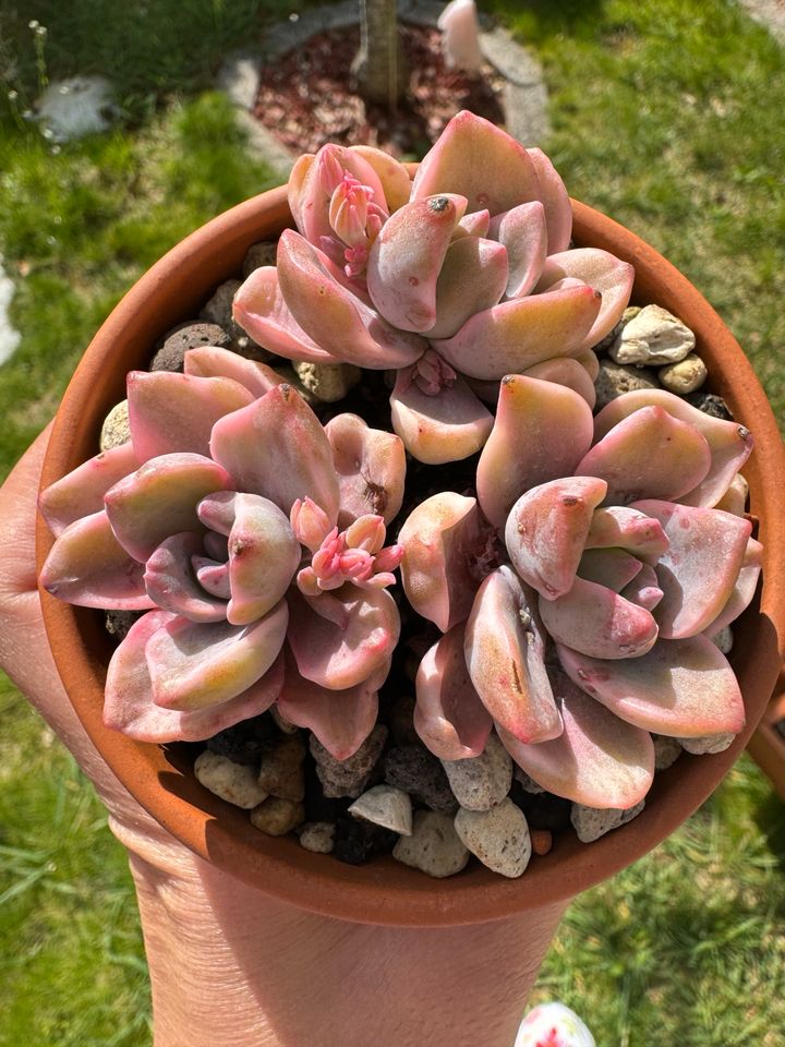 Graptoveria Mrs Richards Variegated - Sukkulenten in Gottmadingen