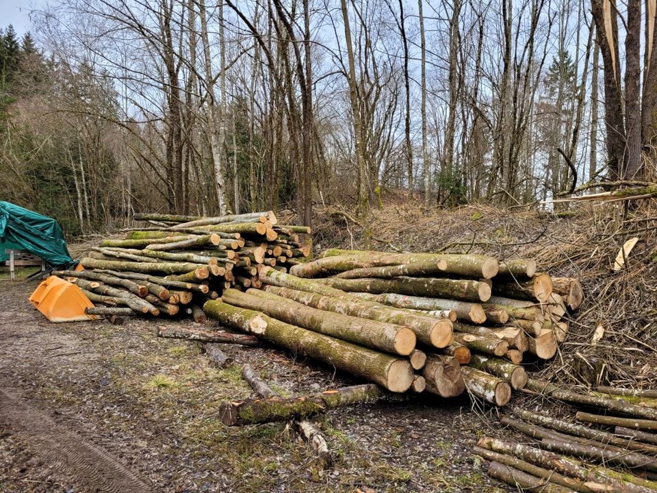 Brennholz hartholz Esche Stammwahre in Traunstein