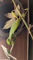 Wandelndes Blatt, phyllium philippinicum 20 Eier Köln - Ehrenfeld Vorschau