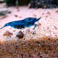 Aquarium garnelen blau Niedersachsen - Vechta Vorschau