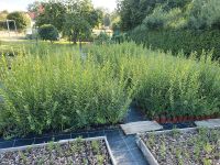 Liguster Heckenpflanze 2 Jahreszucht Ligustrum Ovalifolium Mecklenburg-Vorpommern - Neubrandenburg Vorschau