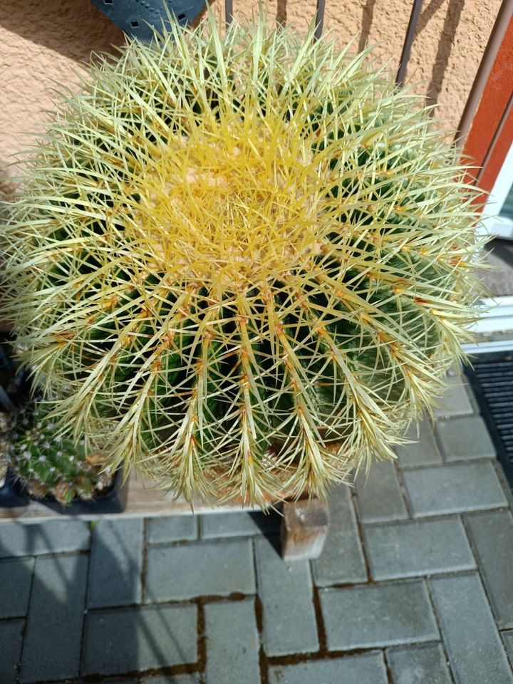 Goldkugelkaktus - Echinocactus grusonii in Bad Harzburg