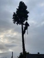 Baumpflege / Baumfällung / Wurzelfräsen / Hecke schneiden etc. Nordrhein-Westfalen - Mülheim (Ruhr) Vorschau