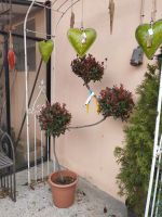 Photinia Bonsai Bayern - Maxhütte-Haidhof Vorschau