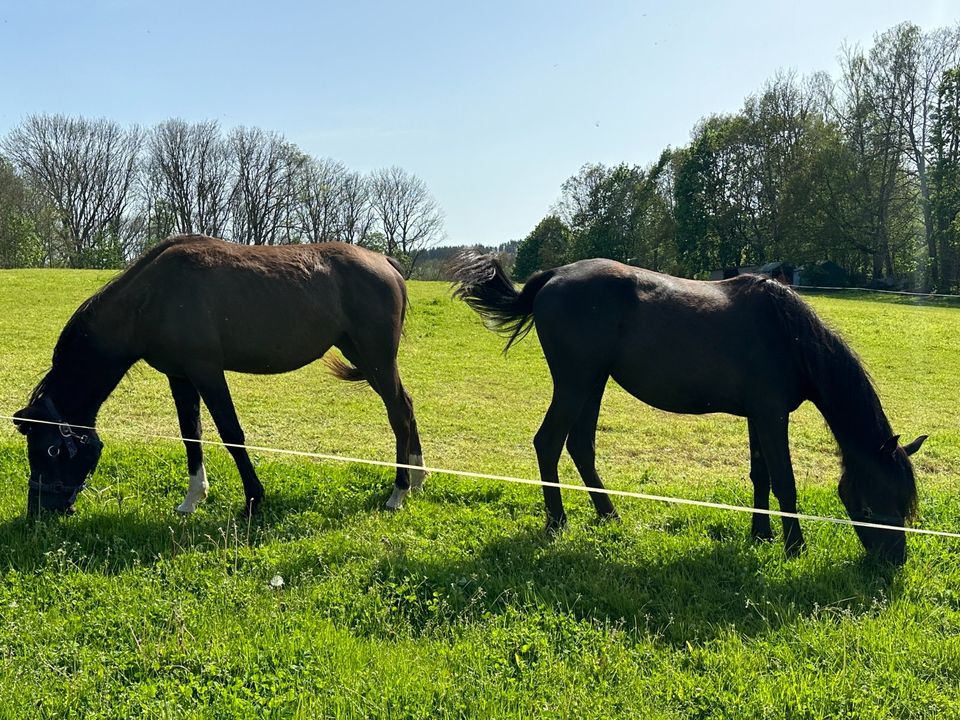 two black arabien perls in Rochlitz