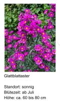 Pflanzen: Glattblattaster Harburg - Hamburg Eißendorf Vorschau