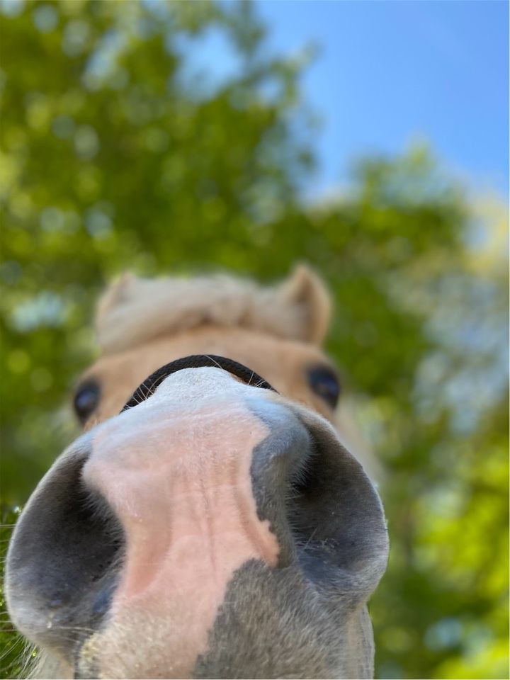 Reitbeteiligung oder Pflegebeteiligung - Pferd sucht Reiter in Dinslaken