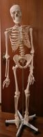 Menschliches Skelettmodel ca. 180 cm groß Nordrhein-Westfalen - Meckenheim Vorschau