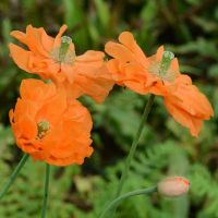 Papaver rupifragum- einjähriger Mohn - Orange Dithmarschen - Weddingstedt Vorschau