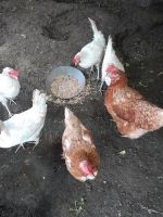 Verkaufe Hühner und Wachteln Niedersachsen - Dörverden Vorschau