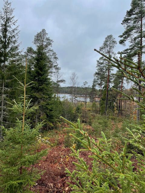 Schweden, Småland Farm mit Weide und Wald 42ha auch teilbar! in Ochsenfurt