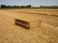 Stroh, Weizen, Gerste Bayern - Illertissen Vorschau