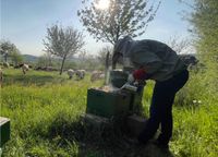 Bienen Stellplatz gesucht - Hobby Imker Hessen - Dautphetal Vorschau