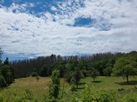 Kaufe Wald Forst mit ohne Bestand  Fichte Esche Baden-Württemberg - Klettgau Vorschau