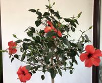Hochstamm Hibiscus rosa-sinensis Zimmerpflanze Kübelpflanze Thüringen - Sonneberg Vorschau