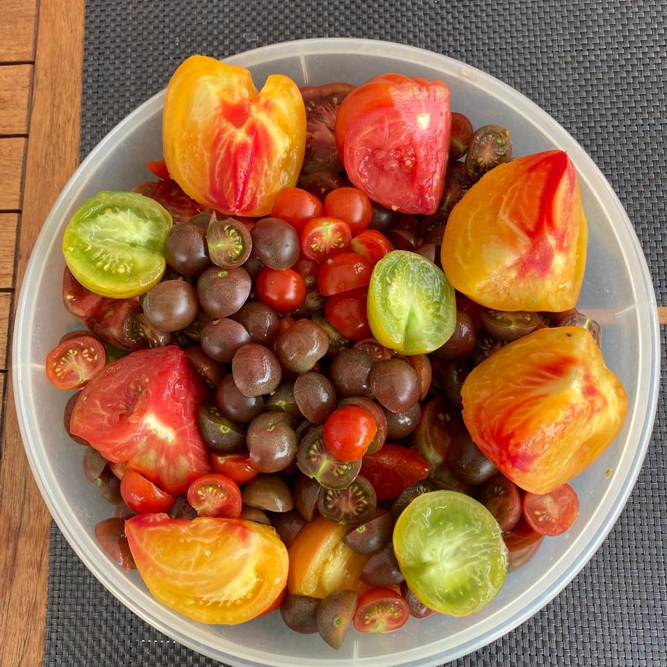Pflanzen Tomaten alte Sorten aus eigener Zucht in Recklinghausen