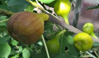 junges Feigenbäumchen Feige Fruchtfeige Feigenbaum Hessen - Babenhausen Vorschau