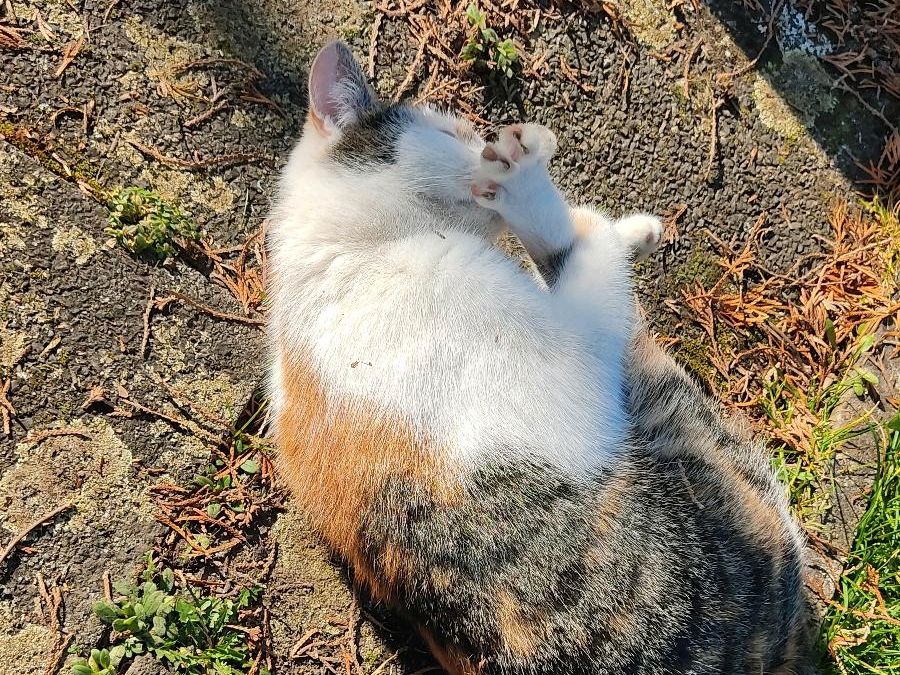Katze Vermisst in Hungen Steinheim in Hungen