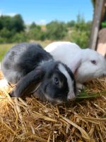 Deutsche Widder Kaninchen Stallhasen BA Sachsen - Wohlbach Vorschau