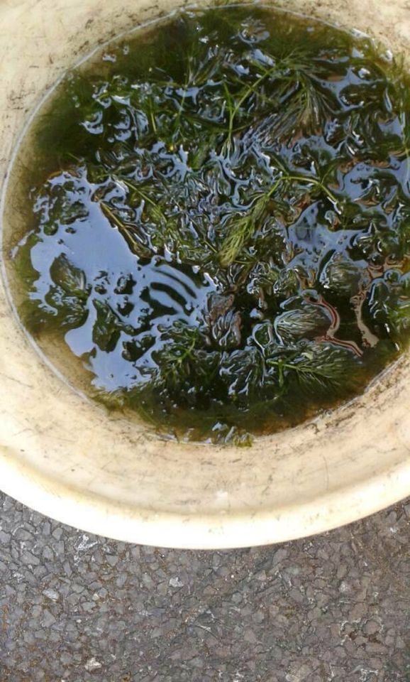 Hornkraut Hechtkraut Sauerstoff-Pflanze Koi Aquarium Algenkiller in Krefeld