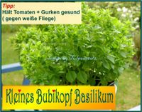 ♥ Kleines Bubikopf Basilikum,Samen,Kräuter,Tomaten Balkon Garten Eimsbüttel - Hamburg Schnelsen Vorschau