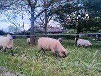 Shropshire Bocklamm Jungbock Nordrhein-Westfalen - Menden Vorschau