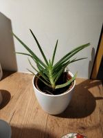Kleine Aloe Vera Pflanzen (3 Stück) München - Laim Vorschau
